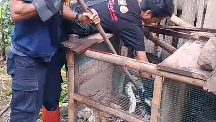 Evakuasi ular sanca Proses evakuasi ular sowo kembang yang ngumpet di kandang ayam milik warga di Pendoworejo, Girimulyo, Kulon Progo, Rabu (29/10/2025).