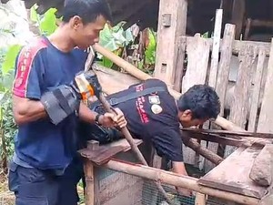 Kagetnya Sarimin Temukan Ular Sanca 2 Meter Mangsa Ayam Miliknya