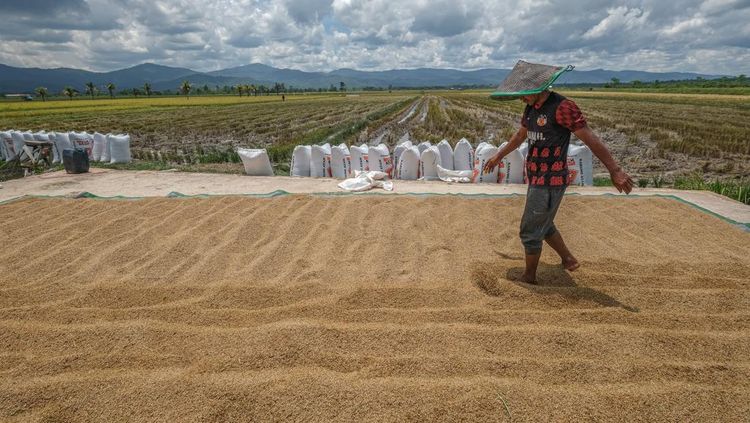 Hamparan Gabah Jemuran Warnai Sawah Konawe Selatan Saat Musim Panen
