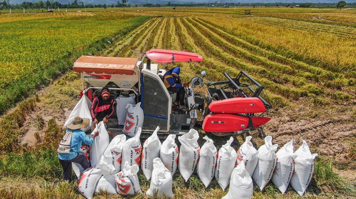 Petani meratakan padi yang dijemur pada areal persawahan Desa Lebo jaya, Kabupaten Konawe Selatan, Sulawesi Tenggara, Rabu (29/10/2025). Perum Bulog Kantor Wilayah Sulawesi Tenggara telah menyerap sekitar 15 ribu ton gabah kering panen (GKP) hingga Oktober 2025 serta meminta para mitra membeli gabah petani sesuai dengan Harga Pembelian Pemerintah (HPP) agar kesejahteraan petani semakin meningkat sekaligus menjaga stabilitas pasokan dan harga beras di Sulawesi Tenggara menjelang akhir tahun 2025. ANTARA FOTO/Andry Denisah/nz