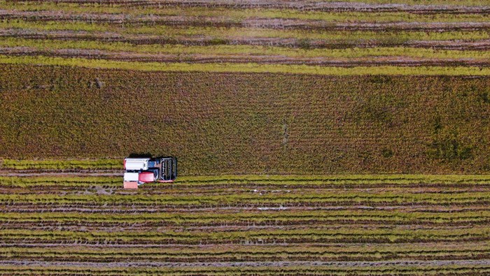 Petani meratakan padi yang dijemur pada areal persawahan Desa Lebo jaya, Kabupaten Konawe Selatan, Sulawesi Tenggara, Rabu (29/10/2025). Perum Bulog Kantor Wilayah Sulawesi Tenggara telah menyerap sekitar 15 ribu ton gabah kering panen (GKP) hingga Oktober 2025 serta meminta para mitra membeli gabah petani sesuai dengan Harga Pembelian Pemerintah (HPP) agar kesejahteraan petani semakin meningkat sekaligus menjaga stabilitas pasokan dan harga beras di Sulawesi Tenggara menjelang akhir tahun 2025. ANTARA FOTO/Andry Denisah/nz