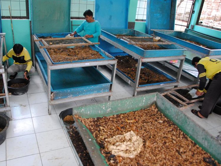 Intip Budi Daya Maggot untuk Kurangi Sampah Makanan