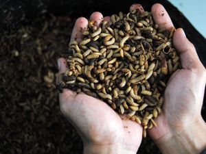 Berminat Pelihara Belatung Maggot? Ini Tips Biar Glowing dan Tak Bau