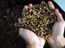 Dari Hidroponik sampai Maggot, Sistem Terpadu Ini Dorong Kemandirian Pangan