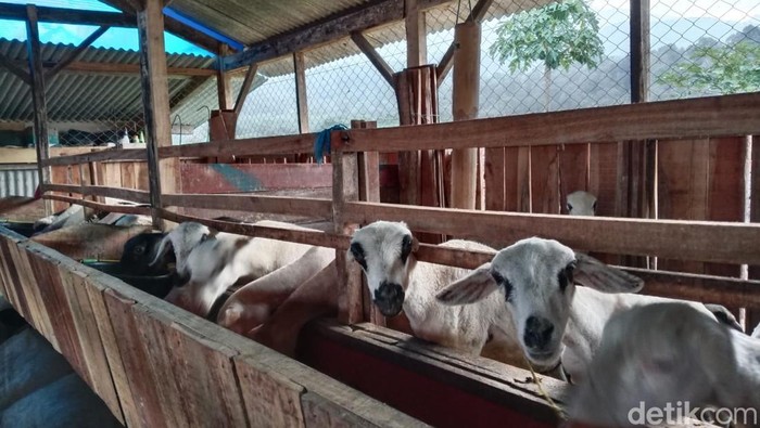 Kampung Domba di Desa Wisata Cibuntu Kabupaten Kuningan. Kampung Domba di Desa Wisata Cibuntu Kabupaten Kuningan.