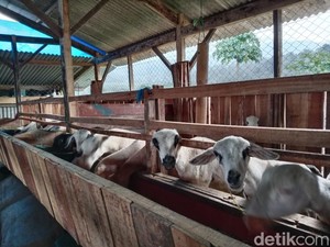 Menilik Asal Usul Kampung Domba di Desa Wisata Cibuntu Kuningan