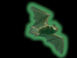 Kelelawar Glow in the Dark Bikin Ilmuwan Penasaran