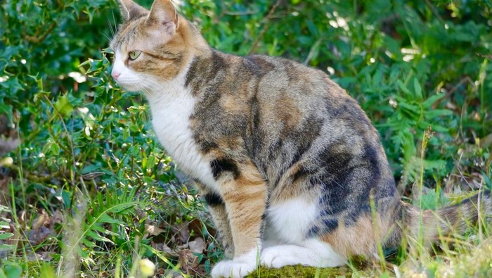 Kucing Berak Sembarangan 8 Tips agar Kucing Tidak Berak di Halaman Rumah, Mudah dan Tanpa Menyakiti!