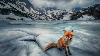 Pemenang kategori Lanskap & Satwa Liar diraih Krasimir Matarov. Foto: Mobile Photography Awards