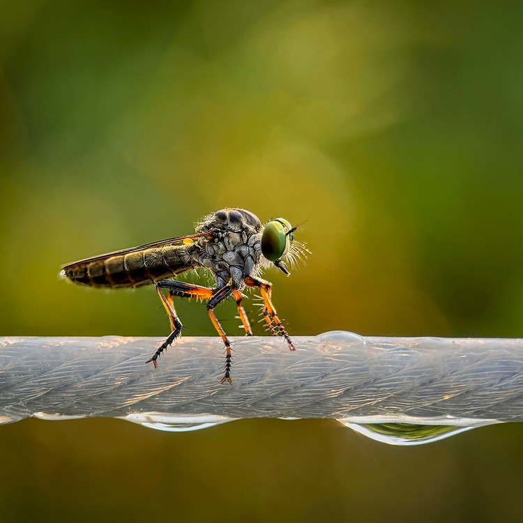 Mobile Photography Awards 2025