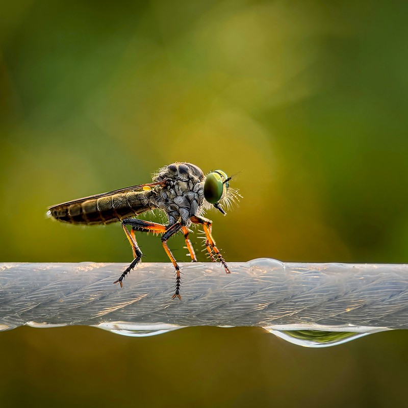 Mobile Photography Awards 2025