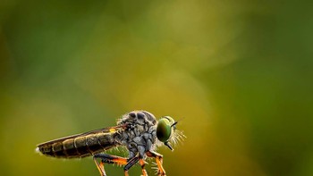 Pemenang kategori Makro & Detail diraih Linda Repasky. Foto: Mobile Photography Awards