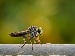 Foto-Foto Juara Mobile Photography Awards 2025, Semua dari HP!