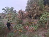 Gibran Ajak Keroyok Pembangunan Trans Papua: 1.132 Km Jalan Masih Tanah, 10 Km Masih Hutan