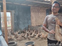 Perwira Polisi Asal Klaten Cuan dari Beternak Bebek