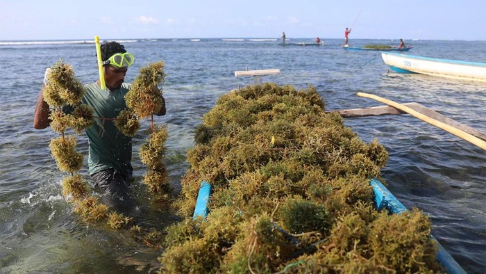 Petani Desa Kaliuda, Kecamatan Pahunga Lodu, Sumba Timur, memanen bibit rumput laut. (Dok. Konservasi Indonesia) Petani Desa Kaliuda, Kecamatan Pahunga Lodu, Sumba Timur, memanen bibit rumput laut. (Dok. Konservasi Indonesia)