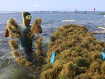 Awalnya Kesulitan, Petani di Sumba Timur Kini Panen 6 Ton Bibit Rumput Laut