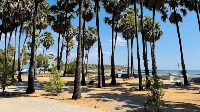 Pohon Lontar di Pantai Lasiana, Kota Kupang. (Tangkapan layar Google Maps/Subagio/2024) Pohon Lontar di Pantai Lasiana, Kota Kupang. (Tangkapan layar Google Maps/Subagio/2024)