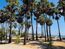 Pantai Lasiana Kupang: Lokasi, Daya Tarik, Fasilitas, dan Tip Berwisata