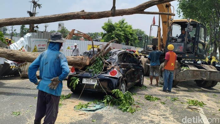 Pohon tumbang di Alun-alun Sidoarjo Pohon tumbang di Alun-alun Sidoarjo