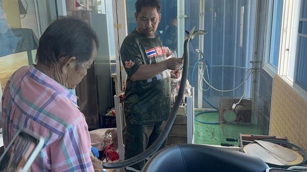 Pria Thailand Tewas Digigit Cobra