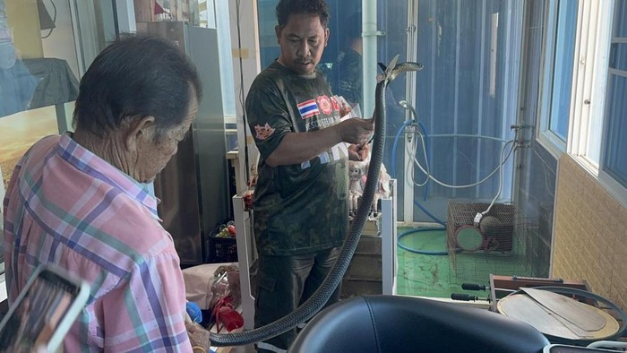 Pria Thailand Tewas Digigit Cobra Pria Thailand Tewas Digigit Cobra