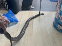 Pesan Terakhir Pria Digigit Kobra Saat Telepon Nenek Sebelum Tewas