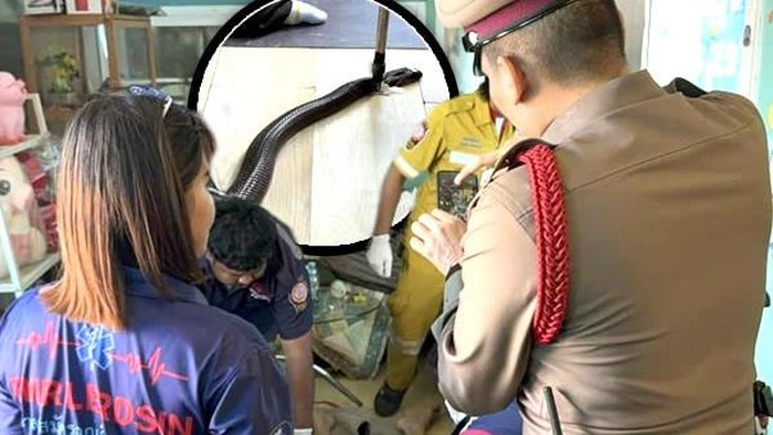 Pria Thailand Tewas Digigit Cobra