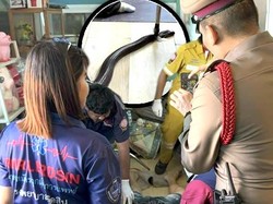 Pria Thailand Meninggal Digigit Kobra, Sempat Telepon Nenek Sebelum Tewas
