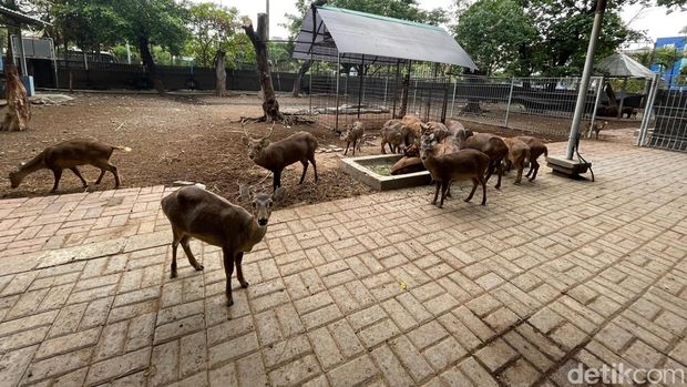 Taman Flora Bratang Surabaya