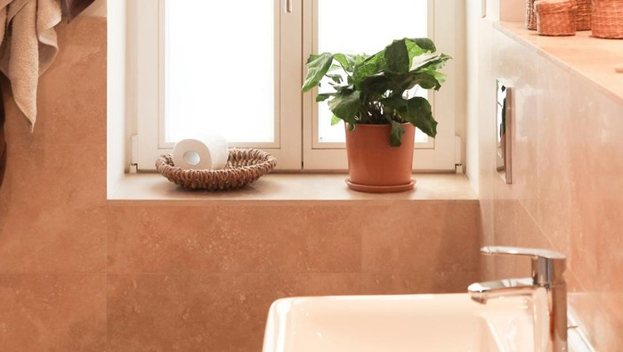 Tanaman Penyerap Bau Kamar Mandi, Bikin Wangi dan Cocok Jadi Hiasan Tanaman Penyerap Bau Kamar Mandi, Bikin Wangi dan Cocok Jadi Hiasan