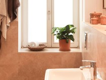 10 Tanaman Penyerap Bau Kamar Mandi, Bikin Wangi dan Cocok Jadi Hiasan