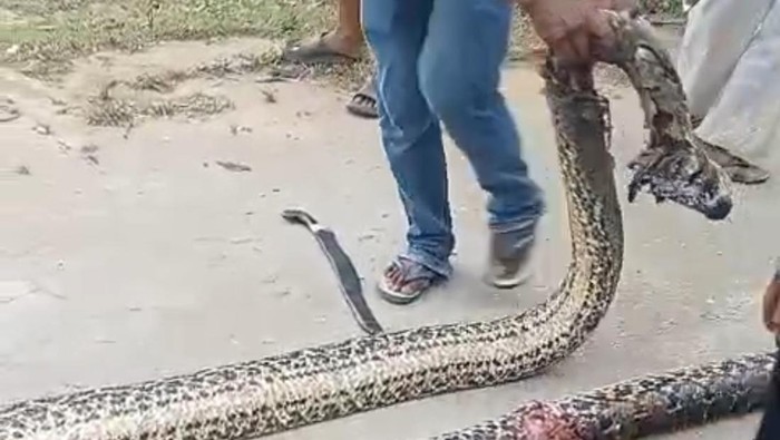 Ular piton sepanjang 7 meter muncul di kawasan pemukiman warga di Kendari. Ular piton sepanjang 7 meter muncul di kawasan pemukiman warga di Kendari.