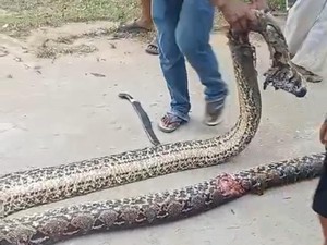 Ular Piton 7 Meter Muncul di Permukiman Kendari, Langsung Mati Ditebas Warga
