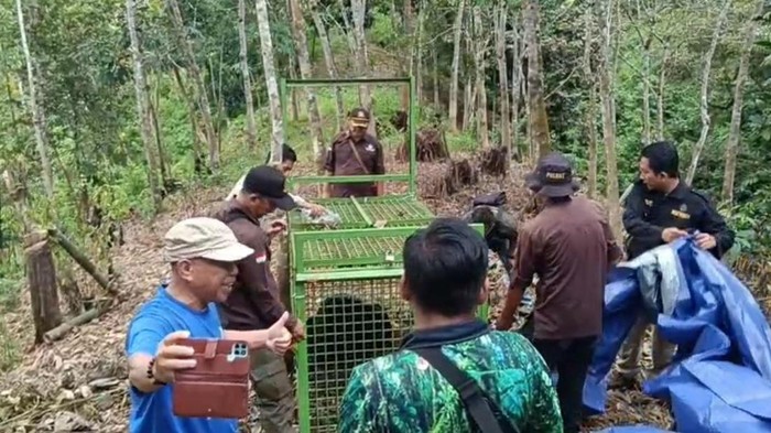 Bengkulu Tengah Beruang madu resahkan warga di Bengkulu berhasil diamankan setelah masuk ke perangkat yang dipasang BKSDA