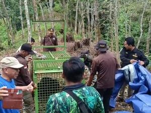 Beruang Madu Resahkan Warga Bengkulu Diamankan Setelah Masuk Perangkap
