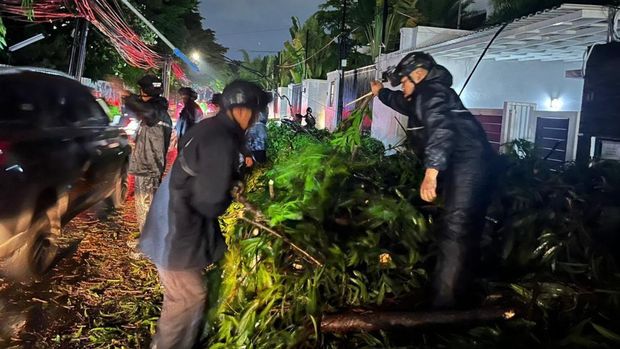 Brimob Polda Metro gerak cepat evakuasi pohon tumbang di Jalan Darmawangsa X, Jaksel. Brimob Polda Metro gerak cepat evakuasi pohon tumbang di Jalan Darmawangsa X, Jaksel.