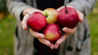 6 Buah yang Baik untuk Kesehatan Ginjal, Enak dan Mudah Didapat
