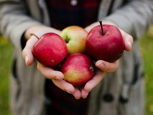 6 Buah yang Baik untuk Kesehatan Ginjal, Enak dan Mudah Didapat