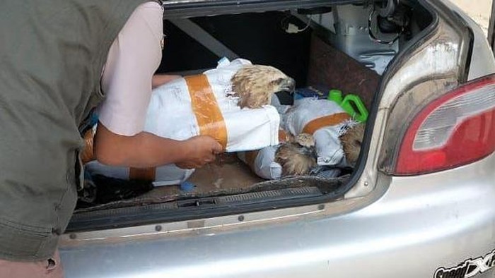 6 Ekor Burung Elang Brontok Hendak Diselundupkan di Pelabuhan Bakauheni