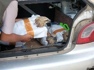 6 Ekor Burung Elang Brontok Hendak Diselundupkan di Pelabuhan Bakauheni