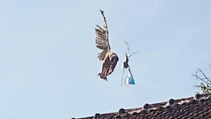 Burung hantu tersangkut benang layangan di Pasuruan
