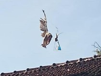 Sat Set Damkar Pasuruan Evakuasi Burung Hantu Terjerat Benang Layangan