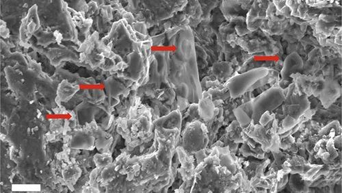 Gambar mikroskop elektron pemindaian menunjukkan struktur mirip eritrosit yang ditemukan pada fosil dinosaurus.