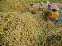 Iklim Menghangat, Banjir Meningkat, Produksi Padi di Dunia Terancam