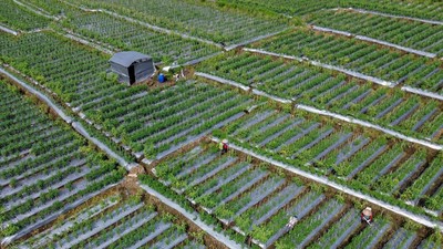 Intip Petani Lumajang Siasati Anomali Cuaca dengan Pola Tanam Baru