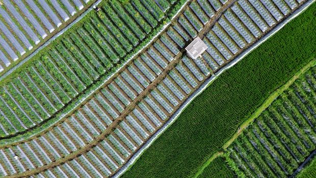 Foto udara petani memupuk lahan pertanian cabai di Desa Supiturang, Lumajang, Jawa Timur, Kamis (30/10/2025). Sejumlah petani di wilayah tersebut melakukan rotasi dan diversifikasi tanaman seperti cabai, padi, tomat, dan bawang untuk mengantisipasi gagal panen akibat anomali cuaca dan perubahan pola hujan yang diprediksi Badan Meteorologi, Klimatologi, dan Geofisika (BMKG) selama masa peralihan musim 2025/2026. ANTARA FOTO/Irfan Sumanjaya/rwa.