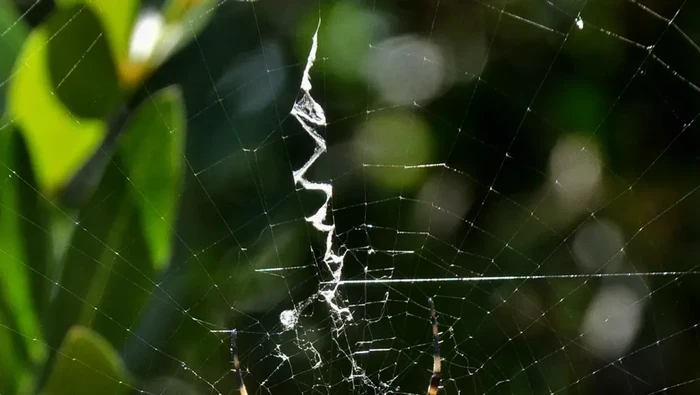 jaring laba-laba Jaring laba-laba berbentuk zigzag ternyata memiliki pesan rahasia yang ingin disampaikan.