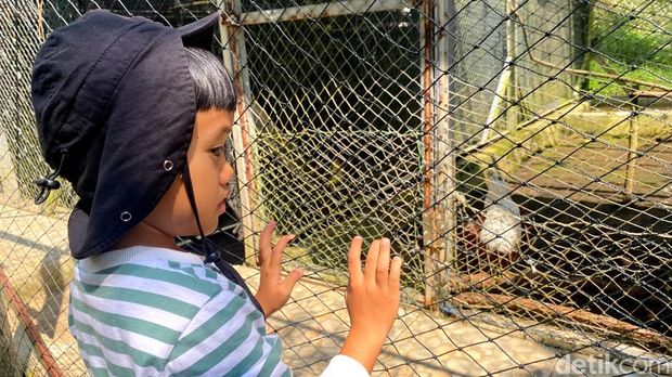 Koleksi elang di kandang edukasi Pusat Konservasi Elang Kamojang bisa dikunjungi masyarakat umum.