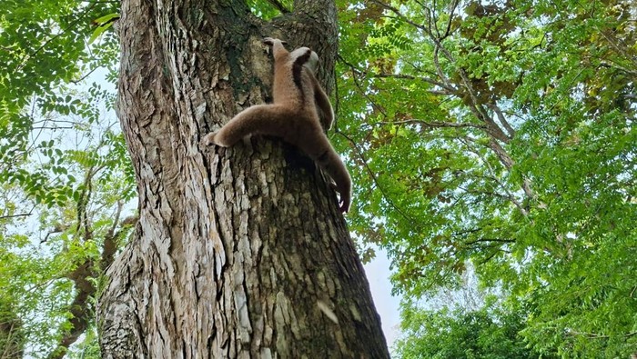 Kukang Jawa yang sempat terambil kamera di TWA Cagar Alam Pangandaran/ dok Istimewa, BKSDA Pangandaran